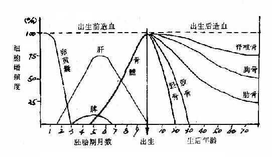 胎儿期及生后造血器官的变动