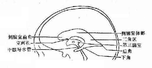 脑室侧位