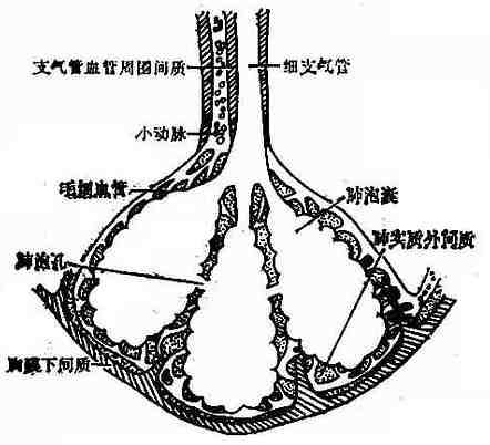肺间质示意图