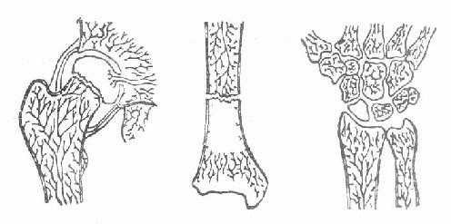 血循环不佳,易发生延迟连接、不连接或无菌性坏死