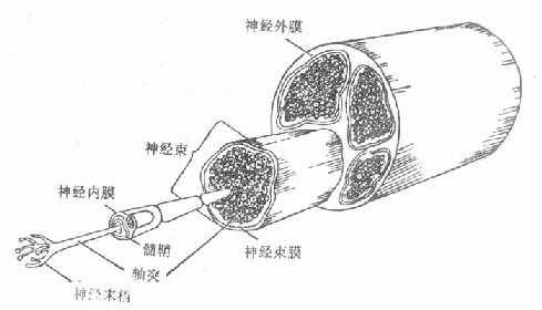 神经干的组成