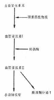肾素-血管紧张素-醛固酮系统