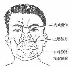 面部“危险三角”区的静脉