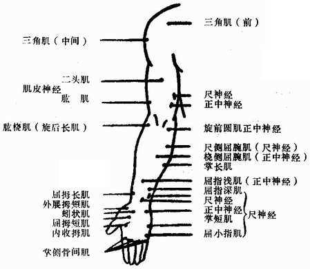 上肢前面的运动点