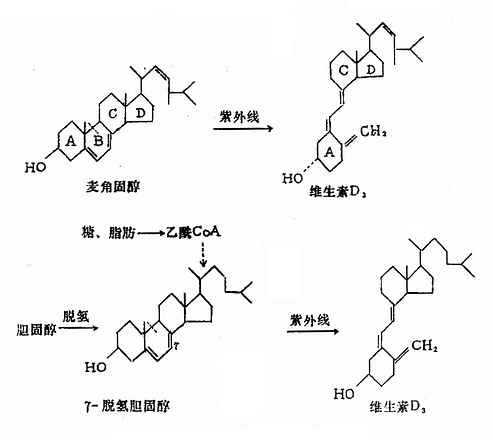维生素D2和D3的生成