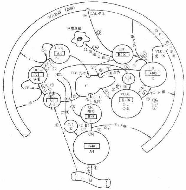 脂蛋白主要代谢途径