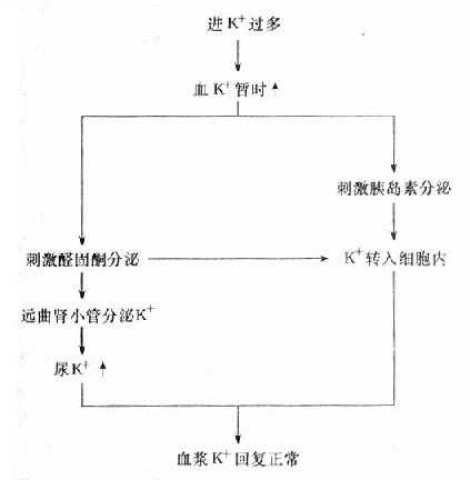 血浆K=含量的调节