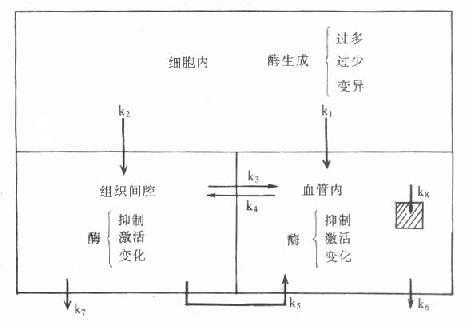 血清酶变化机制