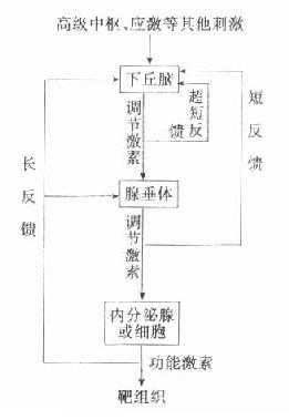 激素分泌的下丘脑-垂体-内分泌腺（细胞）调节轴示意图