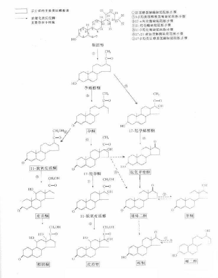 类固醇激素生物合成的途径