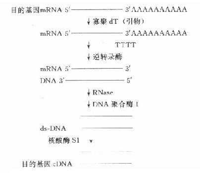 目的基因cDNA的合成