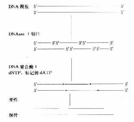 DNA随机引物标记法