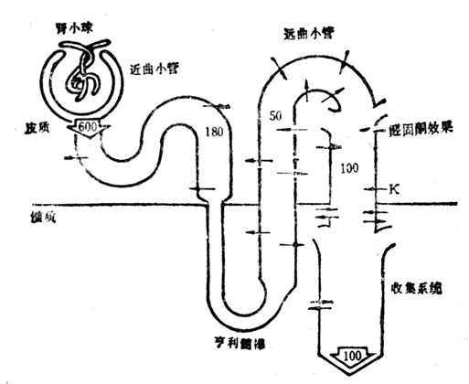 整个肾单位中钾浓度和钾运输的图解、数字为腔内K浓度，箭头表示运输方向 