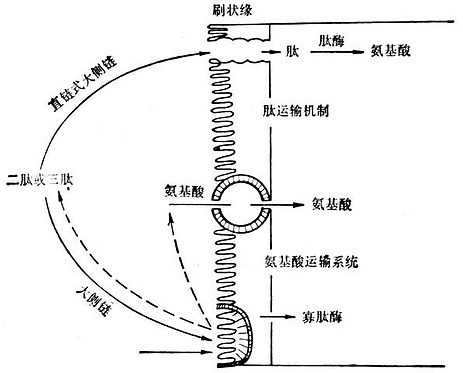  肠上皮细胞吸收氨基酸和肽类的机制