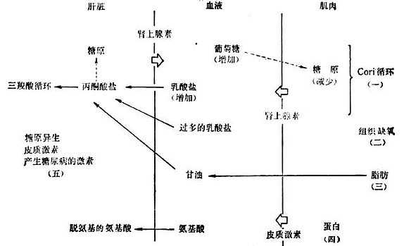 创伤后碳水化物代谢变化图解 