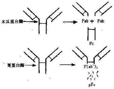 IgG分子的水解片段模式图