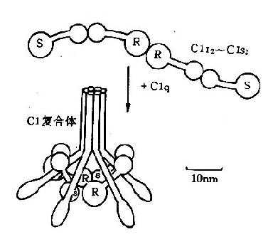 C1分子模式图