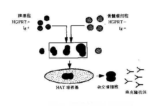 细胞融合与HAT选择示意图