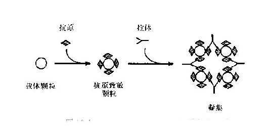 （正向）间接凝集反应原理示意图