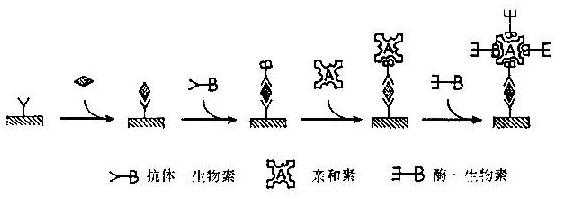 桥连法ABC-ELISA夹心法测抗原示意图