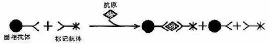 ECLI中的抗原抗体反应