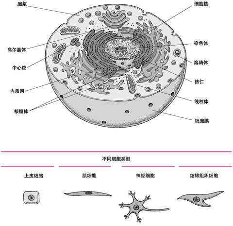 细胞内部结构