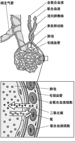 肺泡与毛细血管的气体交换示意图
