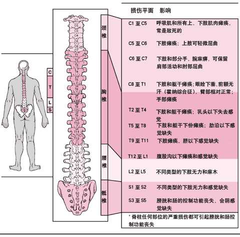 脊柱损伤的定位