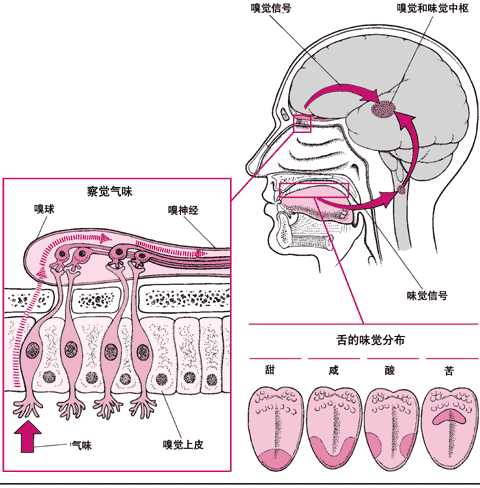 感觉味道