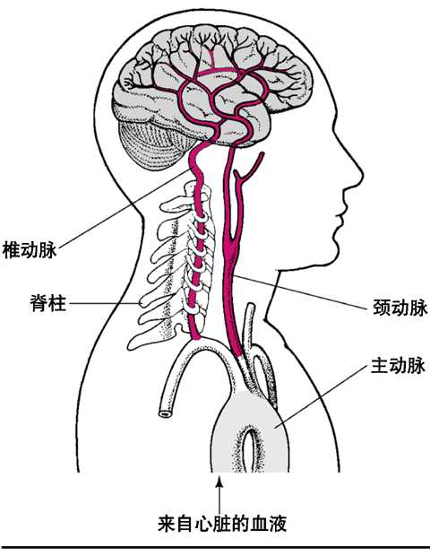 脑血管动脉