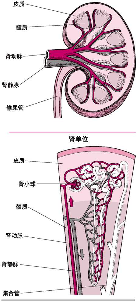 肾脏的血液供给