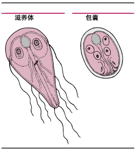肠贾第虫