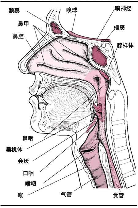 鼻腔及咽喉部剖面图