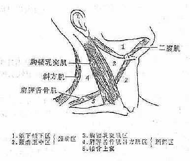 颈部解剖分区