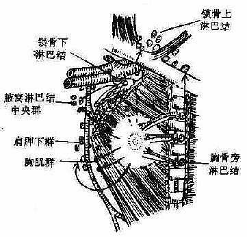 乳房淋巴输出途径