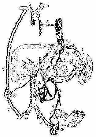 门静脉与腔静脉之间的交通支