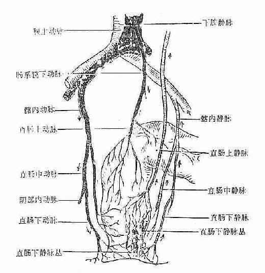 肛管直肠血液供应