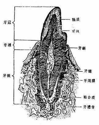 牙的构造模式图