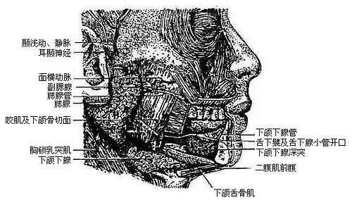 唾液腺（右）