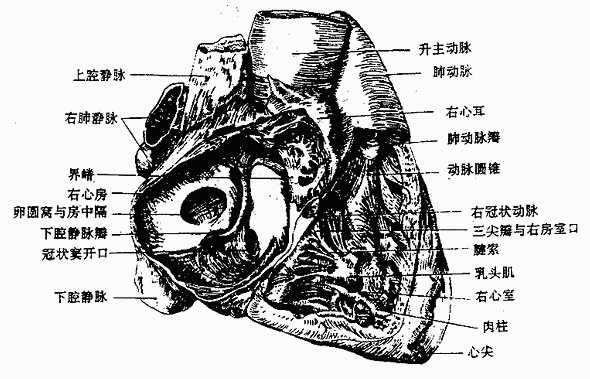 右心房与右心室（右面观）