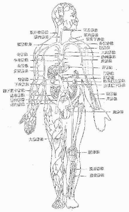 脑神经的分布
