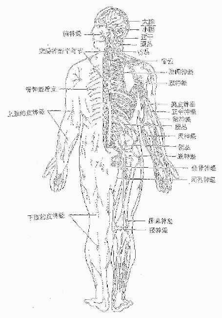神经系统全貌（背面观）