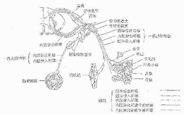 神经纤维的机能成份