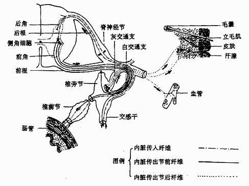 交感神经的典型经过