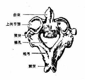 枢椎