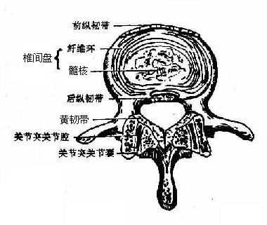 椎间盘和关节突关节