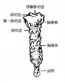 胸骨（前面）