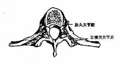 肋椎关节