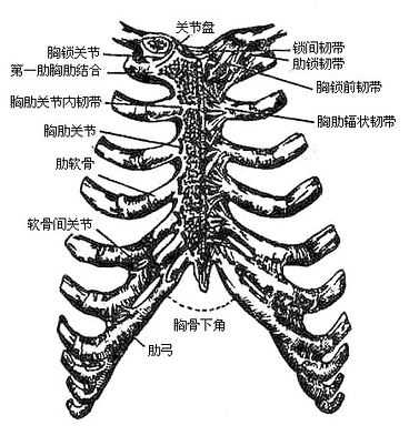 胸肋关节