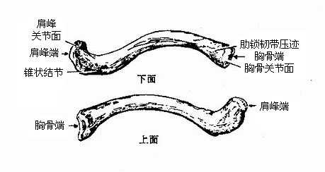 锁骨